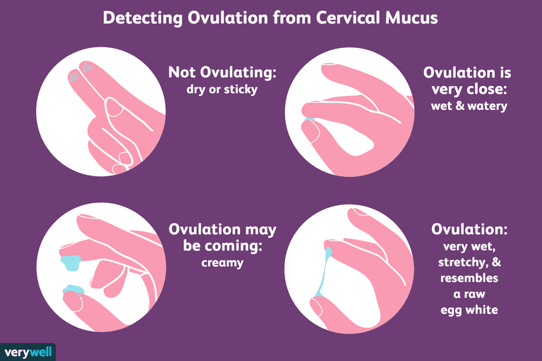 1960279-checking-cervical-mucus-to-get-pregnant-faster-01-5ae09ac2c06471003916b7cb.png